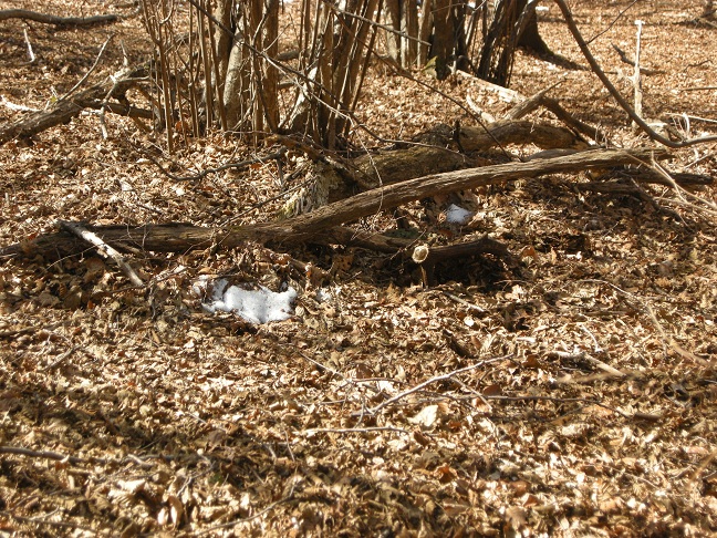 palchi raccolti